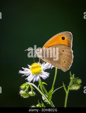 Macro gros plan d'un papillon brun des Prairies (Maniola jurtina) perché sur une fleur sauvage fleabane blanche. L'insecte est montré de profil avec des détails clairs Banque D'Images