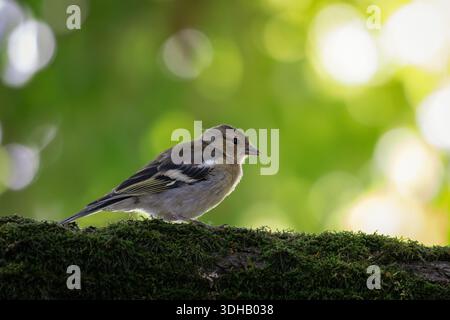 Chaffinch commun femelle (Fringilla coelebs) reposant sur une épaisse branche couverte de mousse. Tourné dans une forêt par une journée ensoleillée, avec un dos vert doux Banque D'Images