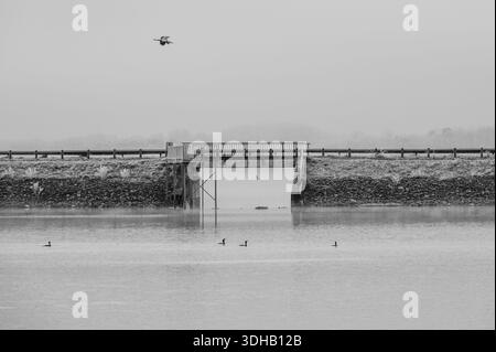 Lac brumeux avec des oiseaux et petit pont, noir et blanc Banque D'Images