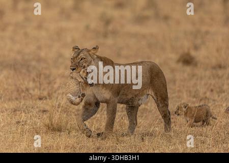 Vue d'une lionne portant son petit dans sa bouche tandis qu'un autre petit marche à côté d'elle dans la savane dorée, Narok, vallée du Rift, Kenya. Banque D'Images