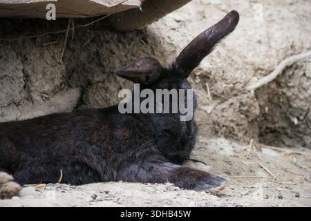 Un lapin noir repose tranquillement sur le sol à côté de son terrier, abrité sous des bûches tombées dans un habitat naturel extérieur Banque D'Images