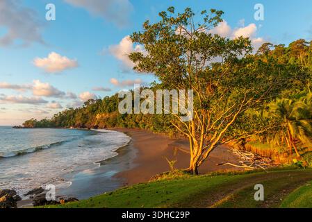 Arbre tropical au coucher du soleil le long de l'océan Pacifique, parc national du Corcovado, péninsule d'Osa, Costa Rica. Banque D'Images
