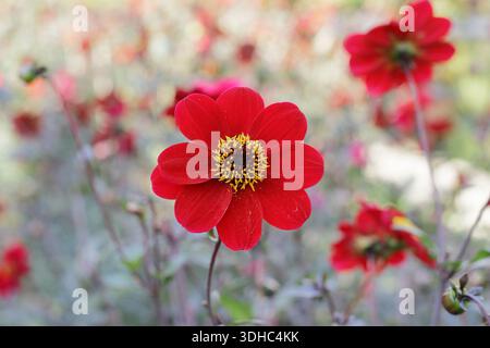 Dahlia évêque d'Auckland, prisé pour ses fleurs simples rouge foncé du milieu de l'été à l'automne. ROYAUME-UNI Banque D'Images