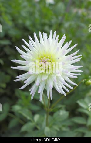 Dahlia 'White Star' portant des fleurs blanches courbes ombrant au jaune pâle au centre du milieu de l'été à l'automne Banque D'Images
