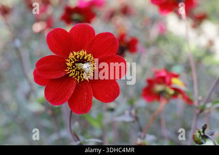 Dahlia évêque d'Auckland, prisé pour ses fleurs simples rouge foncé du milieu de l'été à l'automne, avec abeille. Banque D'Images