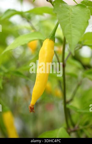 Goutte de piment et citron. Aji Limon. Piment péruvien culinaire à maturité sur la plante. Chaud avec saveur de citron. Banque D'Images