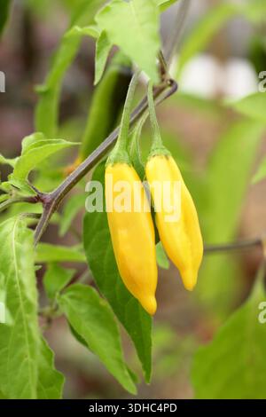 Goutte de piment et citron. Aji Limon. Piment péruvien culinaire à maturité sur la plante. Chaud avec saveur de citron. Banque D'Images