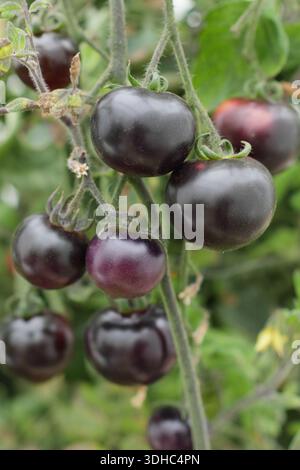 Tomates bleues bayou. Tomate Blue Bayou, une variété héritée frappante à la peau noire violet foncé. Solanum lycopersicum 'Blue Bayou' Banque D'Images