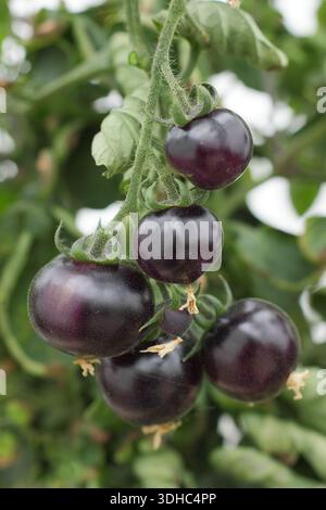 Tomates bleues bayou. Tomate Blue Bayou, une variété héritée frappante à la peau noire violet foncé. Solanum lycopersicum 'Blue Bayou' Banque D'Images