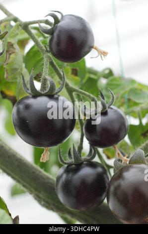 Tomates bleues bayou. Tomate Blue Bayou, une variété héritée frappante à la peau noire violet foncé. Solanum lycopersicum 'Blue Bayou' Banque D'Images