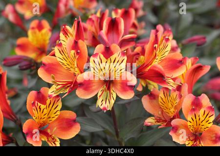 Alstroemeria Indian Summer., vigoureuse vivacité portant des fleurs d'or orange cuivré. Aussi appelé Tesronto Banque D'Images