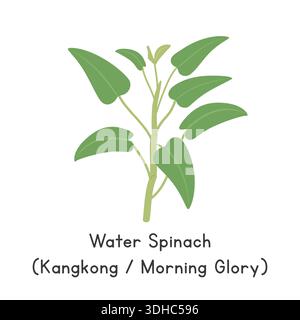 Épinards d'eau (Morning Glory) illustration vectorielle plate de dessin animé isolé sur fond blanc Illustration de Vecteur