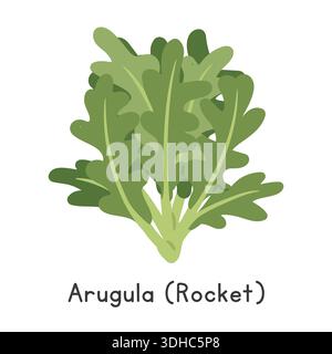 Arugula (Rocket) Flat Cartoon Vector illustration isolé sur fond blanc. Clipart de légumes de la roquette Illustration de Vecteur