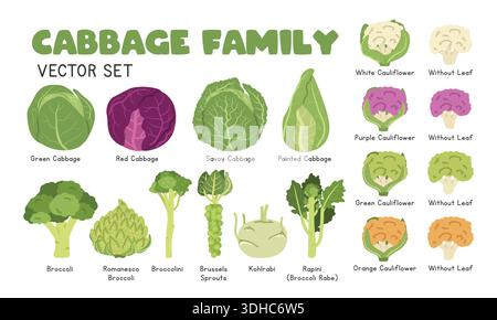 Ensemble d'illustration vectorielle de chou, ensemble Clipart de dessin animé dans le style plat. Chou, brocoli, chou-fleur, brocoli Romanesco, broccolini, chou-rave, Rapini Illustration de Vecteur