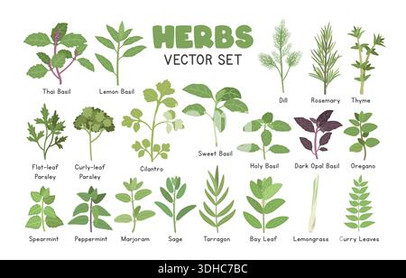 Ensemble d'illustrations vectorielles d'herbes. Types de Clipart de dessin animé Herb Set dans le style plat. Persil, basilic, coriandre, menthe, aneth, romarin, thym, origan Illustration de Vecteur