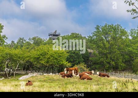 Paysage avec troupeau de ruminants Swedisch rougeâtres et vaches blanches couchées dans un champ d'herbe à la campagne de Suède. Banque D'Images