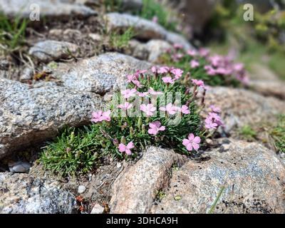 Fleurs sauvages roses poussant entre les rochers dans un paysage naturel Banque D'Images