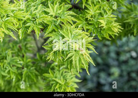 Fächer-Ahorn (Acer palmatum 'Shishigashira') Banque D'Images