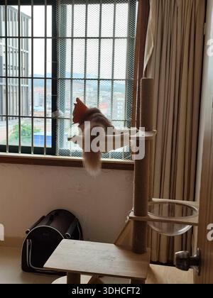 Chat perché sur un arbre à chat regardant par la fenêtre avec vue sur la ville Banque D'Images