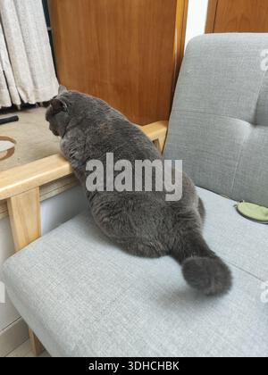 Gris British Shorthair Cat reposant sur un canapé, vue arrière Banque D'Images