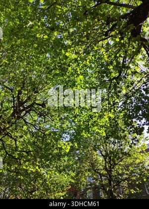 Filtrage de la lumière du soleil à travers la verdure luxuriante canopée d'arbres dans une forêt ou un parc Banque D'Images