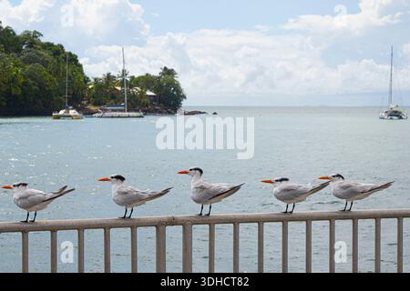 France, Guyane, Kourou, îles du Salut, Mouettes et Île Saint-Joseph avec catamarans au mouillage Banque D'Images