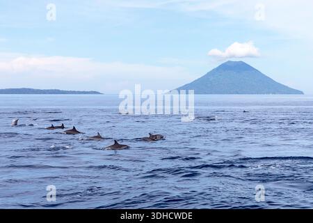 Beaux dauphins Spinner à long nez dans une eau près de l'île de Bunaken sur Sulawesi en Indonésie, école de dauphins avec un paysage volcanique intéressant Banque D'Images