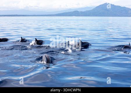 Beaux dauphins Spinner à long nez dans une eau près de l'île de Bunaken sur Sulawesi en Indonésie, école de dauphins avec un paysage volcanique intéressant Banque D'Images