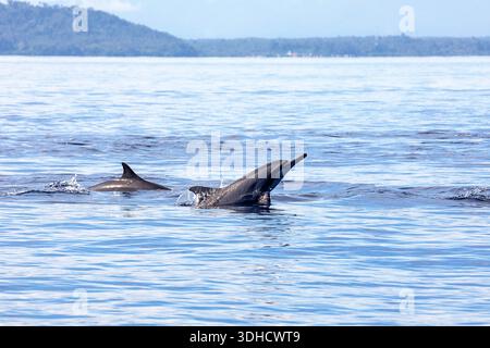 Beaux dauphins Spinner à long nez dans une eau près de l'île de Bunaken sur Sulawesi en Indonésie, école de dauphins avec un paysage volcanique intéressant Banque D'Images