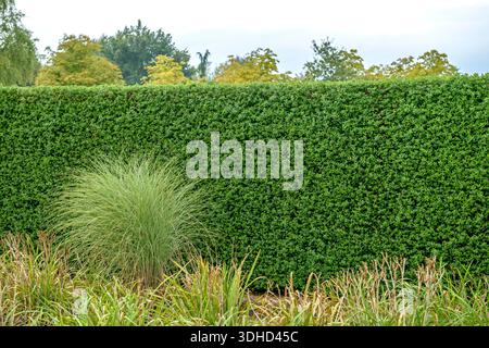 Rainweide (Ligustrum vulgare 'Atrovirens') Banque D'Images