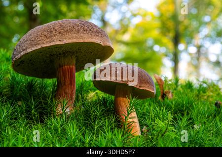 France, somme, Crécy-en-Ponthieu, forêt de Crécy, champignons forestiers en automne, Xerocomellus chrysenteron Banque D'Images