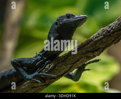 Ein Schwarzer Baumwaran Varanus beccarii im Alfred-Brehm-Haus im Tierpark Berlin-Friedrichsfelde à Berlin. *** Un moniteur d'arbre noir Varanus beccarii dans la maison Alfred Brehm au Tierpark Berlin Friedrichsfelde à Berlin Banque D'Images