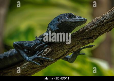 Ein Schwarzer Baumwaran Varanus beccarii im Alfred-Brehm-Haus im Tierpark Berlin-Friedrichsfelde à Berlin. *** Un moniteur d'arbre noir Varanus beccarii dans la maison Alfred Brehm au Tierpark Berlin Friedrichsfelde à Berlin Banque D'Images