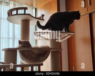 Deux chats se relaxant sur un arbre de chat à plusieurs niveaux à l'intérieur Banque D'Images