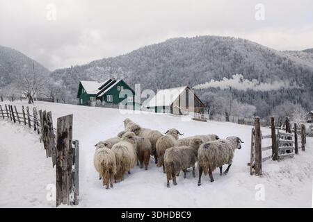 Troupeau de moutons marchant dans un village rural enneigé dans les Carpates, Roumanie. Maisons traditionnelles, paysage d'hiver, vie rurale et authentique Banque D'Images