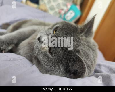 Un chat gris détendu se prélassant sur un lit moelleux, regardant latéralement avec des yeux jaunes calmes Banque D'Images