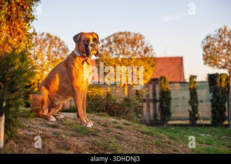 Un grand chien boxeur est assis sur une petite colline dans un jardin ensoleillé pendant l'automne. La lueur chaude du coucher de soleil met en évidence les couleurs d'automne, un cadre rural confortable et un calme Banque D'Images