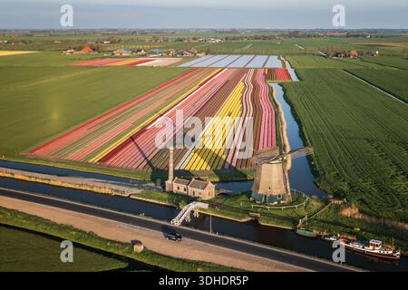 La vue aérienne des champs de tulipes vibrants crée un contraste saisissant le long du moulin à vent historique et du canal, Opmeer, Hollande du Nord, pays-Bas. Banque D'Images