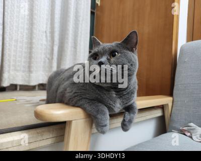 Grey British Shorthair Cat couché sur l'accoudoir de chaise en bois Banque D'Images