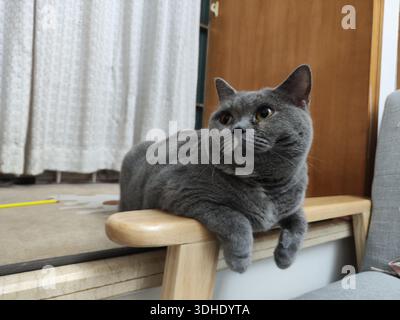 Grey British Shorthair Cat couché sur l'accoudoir de chaise en bois Banque D'Images