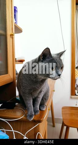 Chat gris assis sur le Cabinet en bois dans l'intérieur de la maison Banque D'Images