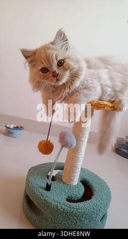 Chat persan moelleux se prélassant sur un arbre à chat avec des jouets Banque D'Images