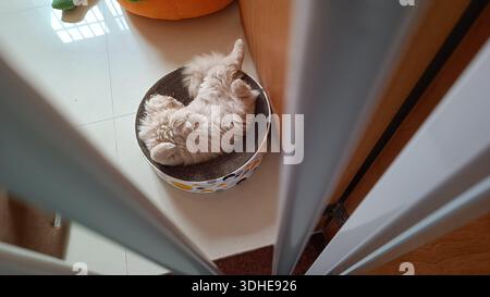 Chaton moelleux dormant à l'envers dans un lit confortable pour animal de compagnie, vu d'en haut par une porte Banque D'Images