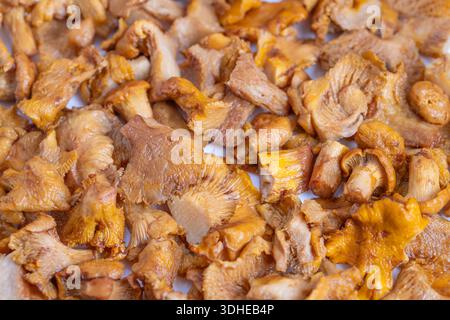 Champignons chanterelles bouillis frais de forêt, butineur préparant la récolte sur la surface en bois, chapeaux humides dorés, lumière naturelle rustique, arôme terreux et t Banque D'Images
