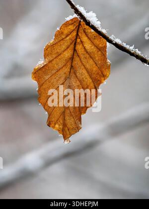 Feuille de hêtre dans la neige Banque D'Images