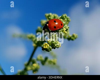 Photographie rapprochée d'une coccinelle reposant sur une fleur verte dans un cadre naturel, encadrée par un ciel bleu profond avec des nuages blancs doux Banque D'Images
