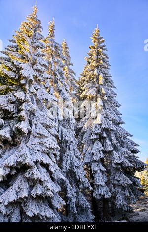 De grands conifères lourdement chargés de gel blanc et de neige, captant la lumière dorée chaude du soleil du matin dans une nature sauvage hivernale. Banque D'Images