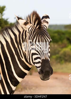 Gros plan de la tête et du cou d'un zèbre de Burchell, ou zèbre des plaines, Equus quagga burchellii. Banque D'Images