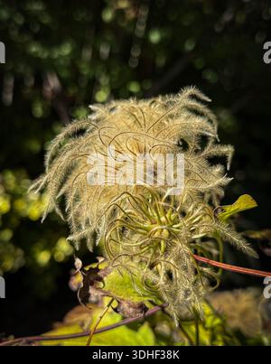 Gros plan des têtes de graines sauvages Clematis vitalba montrant des textures plumeuses et des détails fins à la lumière naturelle. Banque D'Images