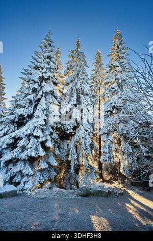 Belle scène hivernale dans le parc national du Harz, Allemagne. De grands épinettes fortement couvertes de neige et de gel, illuminées par la lumière dorée du soleil du soir. Banque D'Images